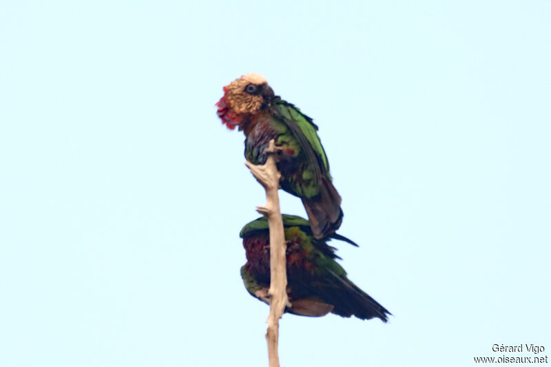 Red-fan Parrotadult