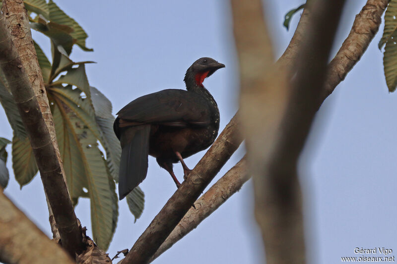 Marail Guanadult