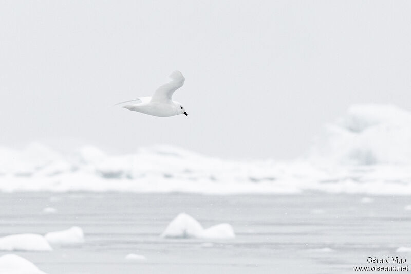 Snow Petreladult, Flight