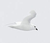 Snow Petrel