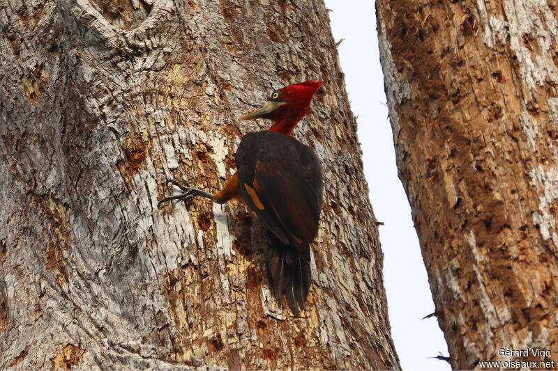 Pic à cou rouge femelle adulte