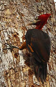 Red-necked Woodpecker