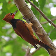 Ringed Woodpecker