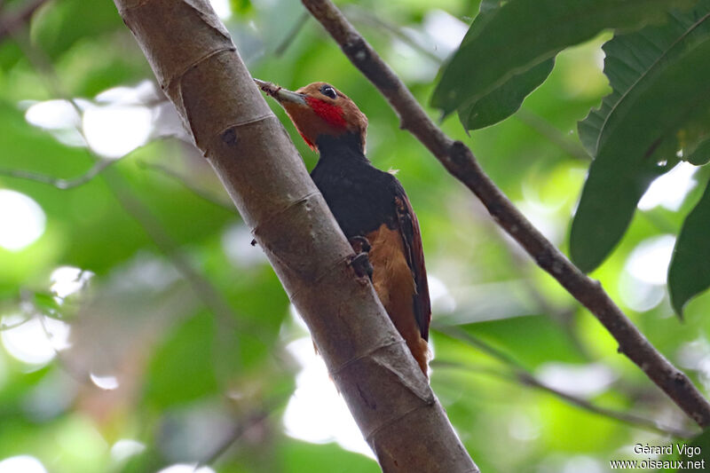 Ringed Woodpecker male adult