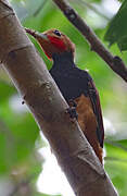 Ringed Woodpecker