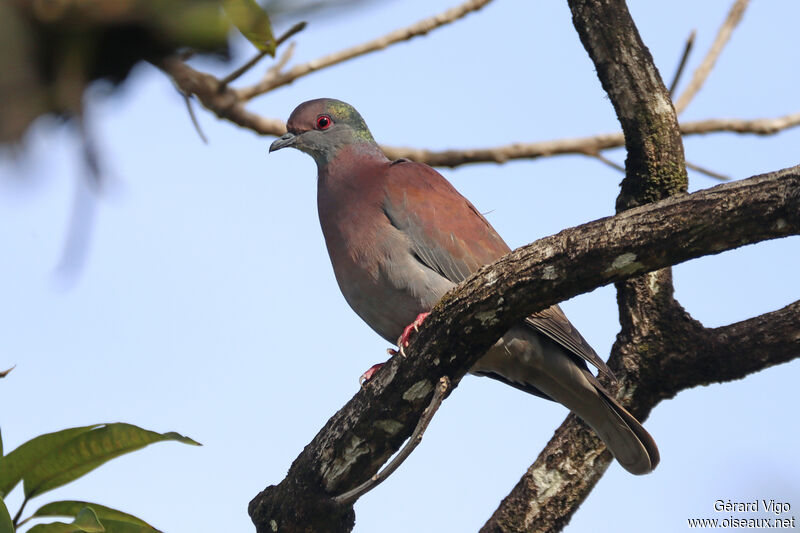 Pigeon roussetadulte