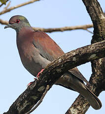 Pigeon rousset