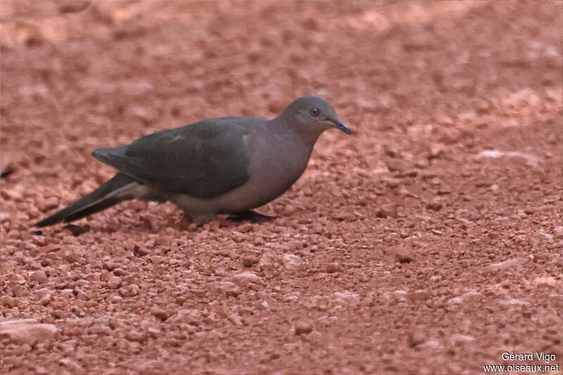 Pigeon vineuxadulte