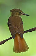 Tropical Royal Flycatcher