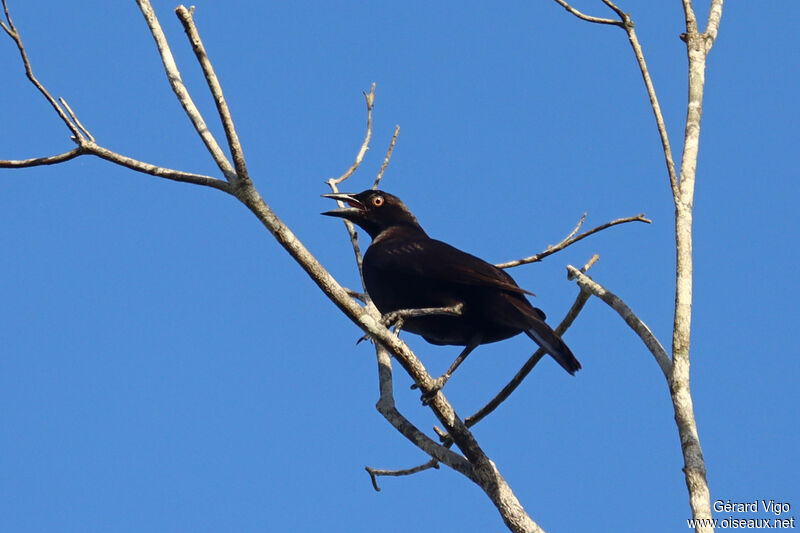 Carib Grackle male adult