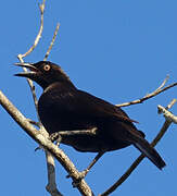 Carib Grackle