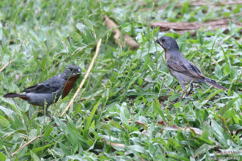 Chestnut-bellied Seedeater male adult