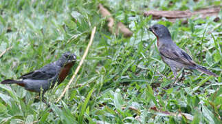 Chestnut-bellied Seedeater