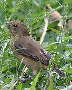 Chestnut-bellied Seedeater