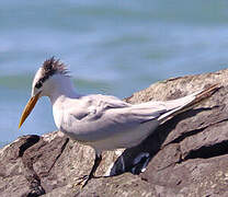 Cabot's Tern