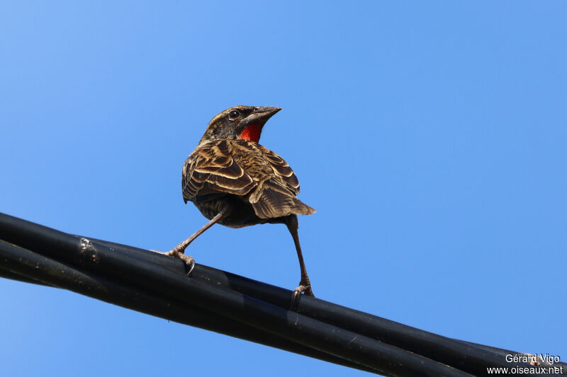 Red-breasted Meadowlark male adult