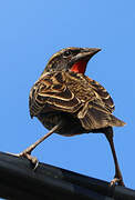 Red-breasted Meadowlark