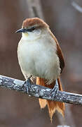 Yellow-chinned Spinetail