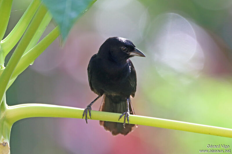 White-lined Tanager male adult