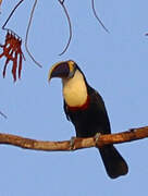 Toucan à bec rouge