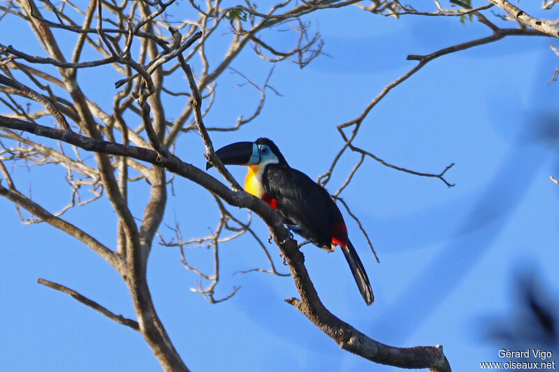 Channel-billed Toucan (ariel)adult