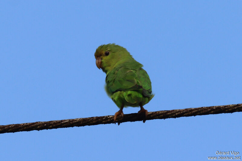 Green-rumped Parrotletadult