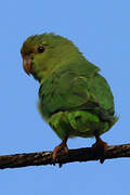 Green-rumped Parrotlet