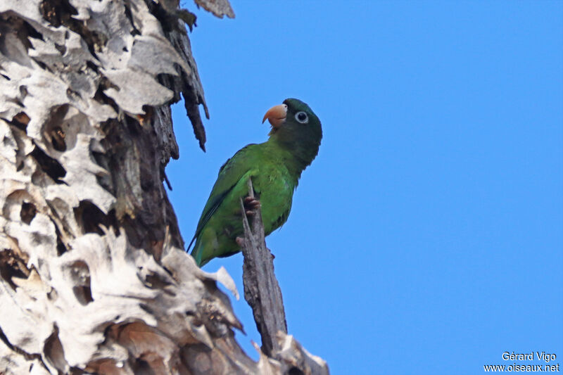 Golden-winged Parakeetadult