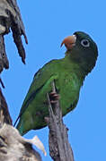 Golden-winged Parakeet