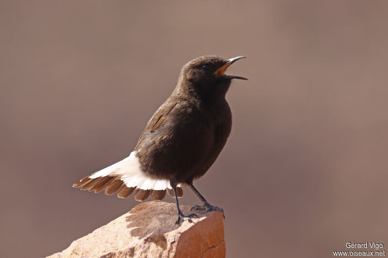 Black Wheatearadult, courting display, song