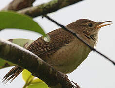 Southern House Wren