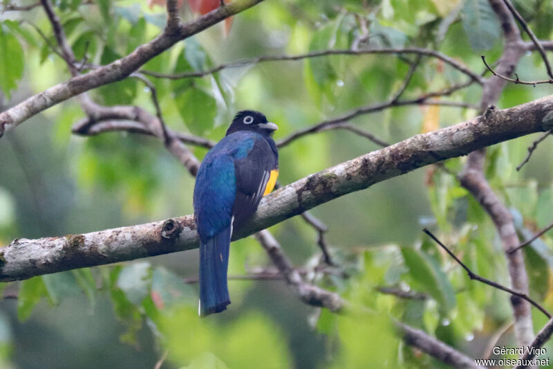 Green-backed Trogon male adult