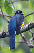 Trogon à queue blanche