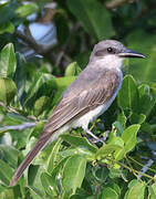 Grey Kingbird