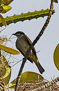 Piratic Flycatcher