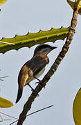 Piratic Flycatcher