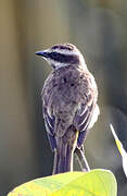 Piratic Flycatcher