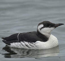 Guillemot de Troïl