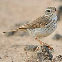 Pipit de Berthelot