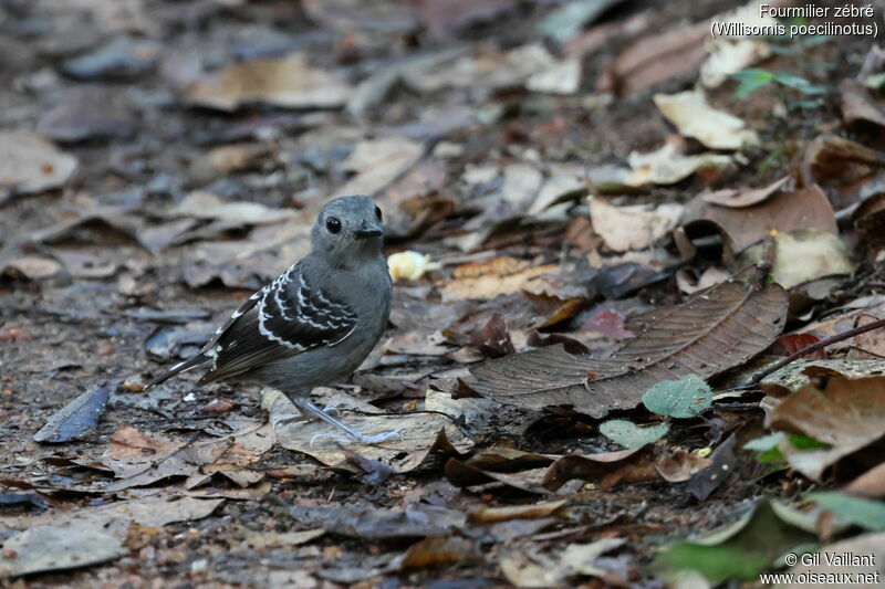 Common Scale-backed Antbird