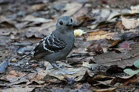 Common Scale-backed Antbird