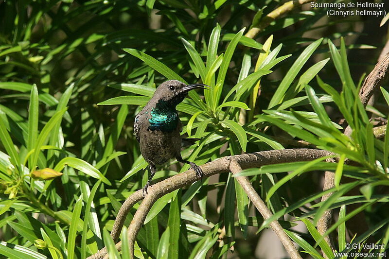 Arabian Sunbird male immature