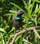 Arabian Sunbird