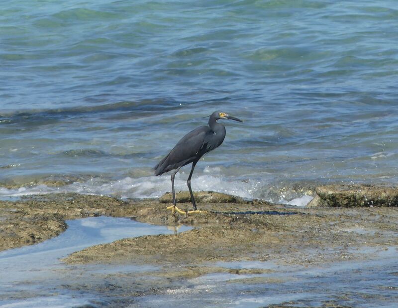 Aigrette dimorphe