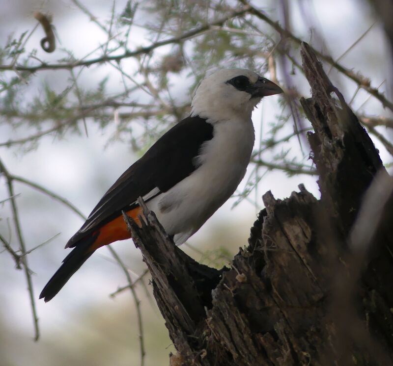 White-headed Buffalo Weaver