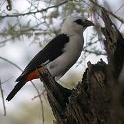 White-headed Buffalo Weaver