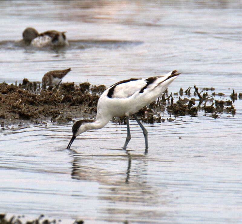 Avocette élégante