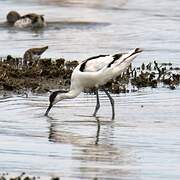 Avocette élégante