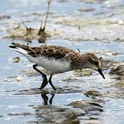 Little Stint