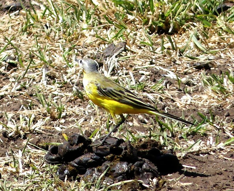 Western Yellow Wagtail